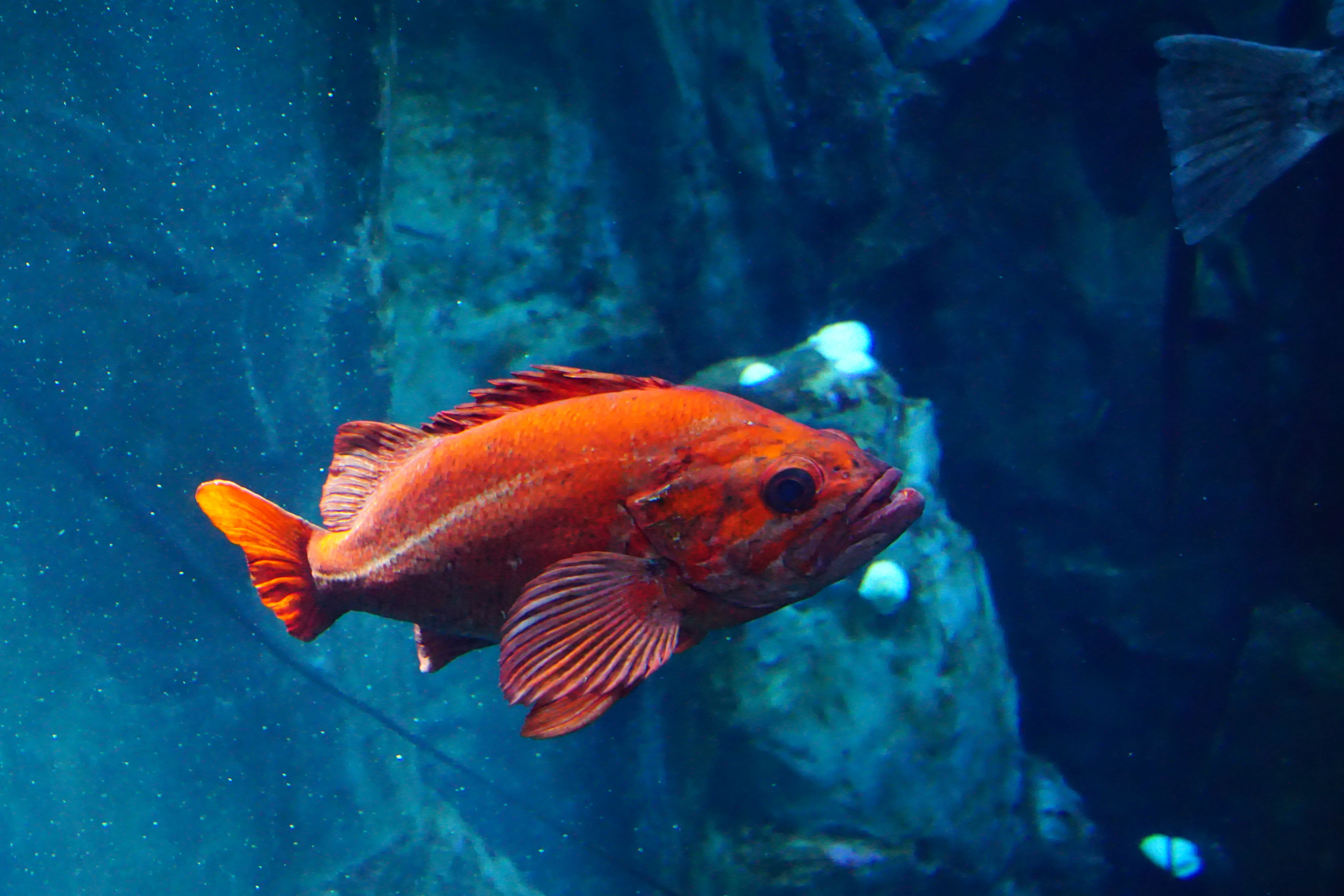 Vermilion rockfish | Oregon Zoo